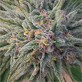 Canna Crystal/Grandaddy Purp 3D Lenticular Flat Art Print 14" x 14"