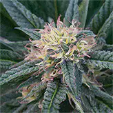 Canna Flower/Pink Lady 3D Lenticular Flat Art Print 14" x 14"