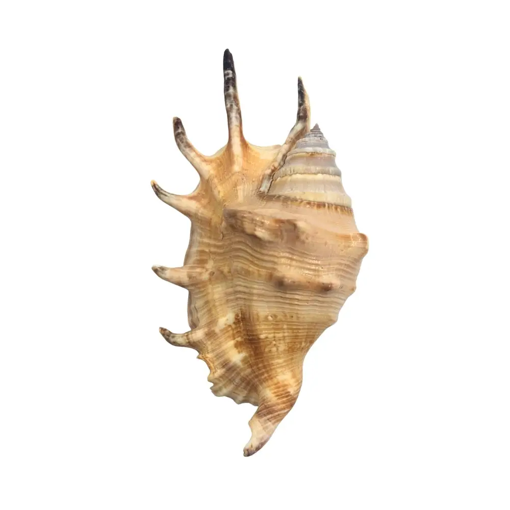 Common Spider Conch Sea Shell - Image 3