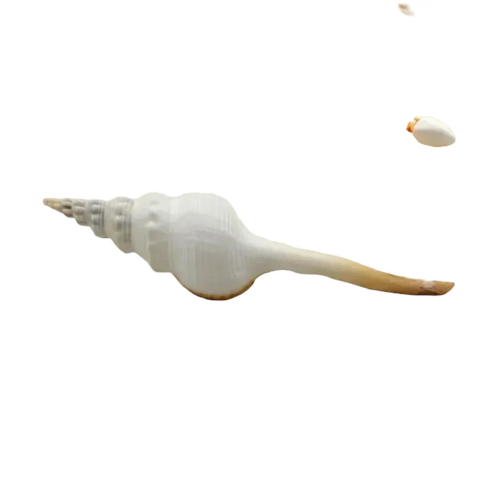 Distaff Spindle Sea Shell - Image 2