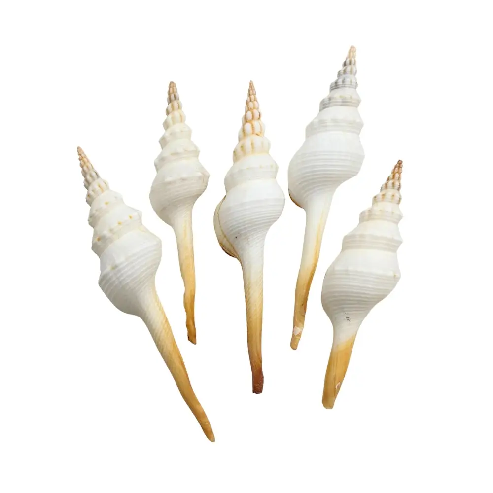 Distaff Spindle Sea Shell - Image 3
