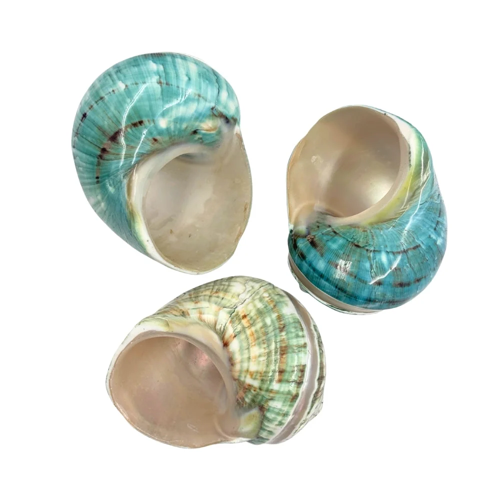 Jade Turban Banded Sea Shell - Image 3