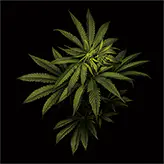 Leaves Green 3D Lenticular Flat Art Print 14" x 14"