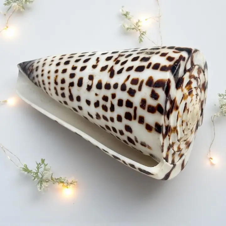 Polished Lettered Cone Sea Shell - Image 2