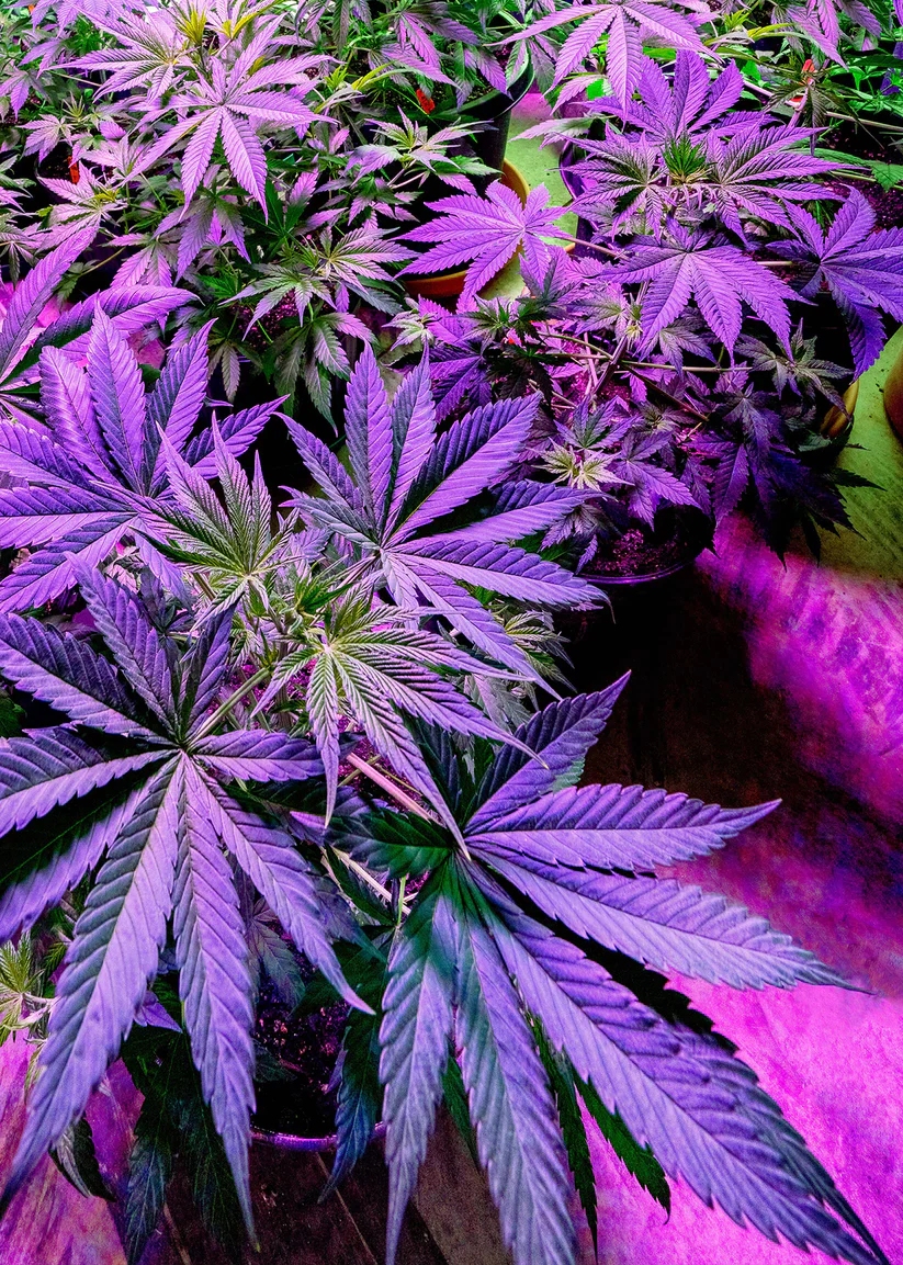 Purple Potted Pot 3D Lenticular Internally Framed Art 14" x 18" - Image 2