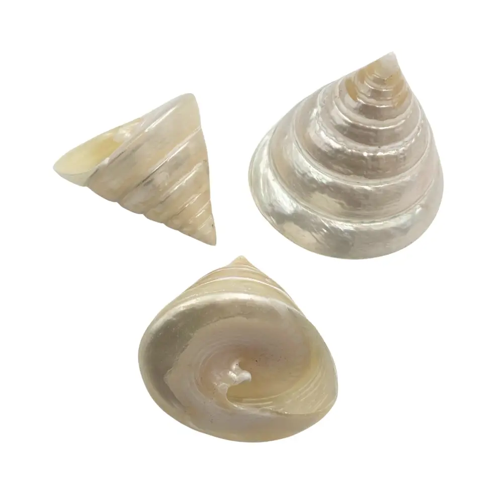 Pyramid Top Pearl She Shell - Image 2