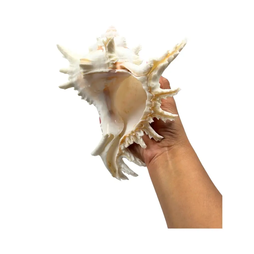 Ramose Murex Sea Shell - Image 2