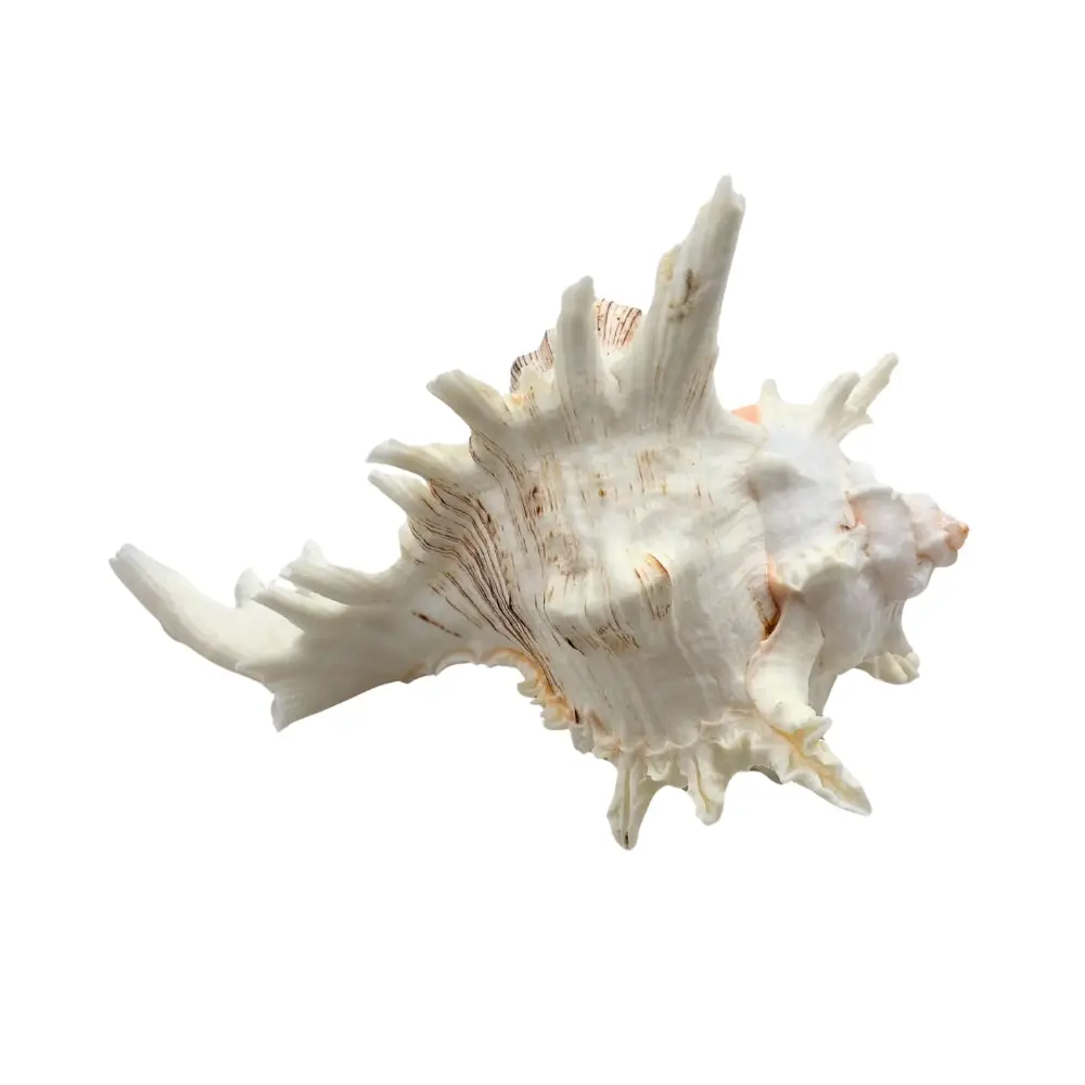 Ramose Murex Sea Shell - Image 3