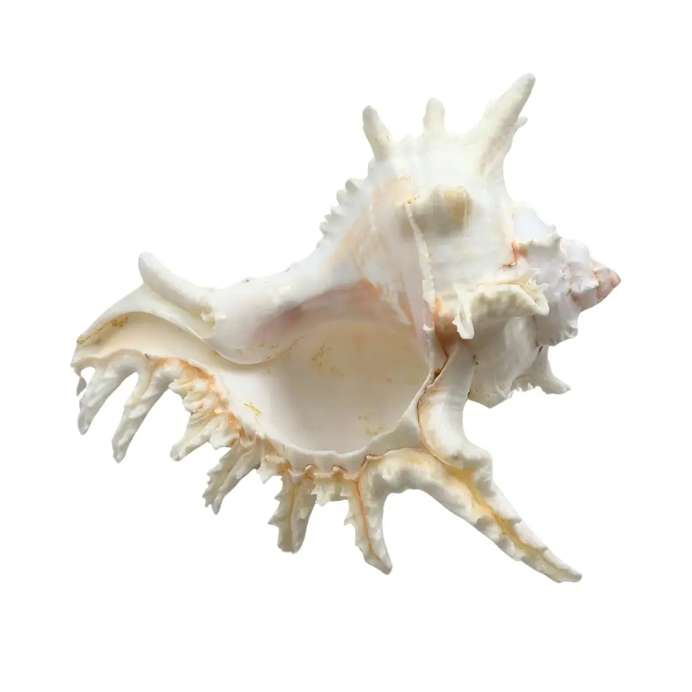 Ramose Murex Sea Shell - Image 4