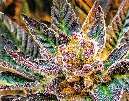 Slurry Crasher Trichomes 3D Lenticular Flat Art Print 12" X 16"