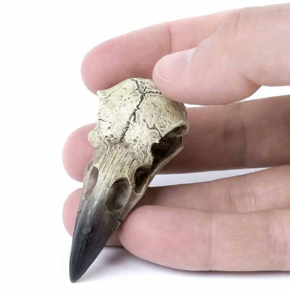 Small Raven Skull - Image 2