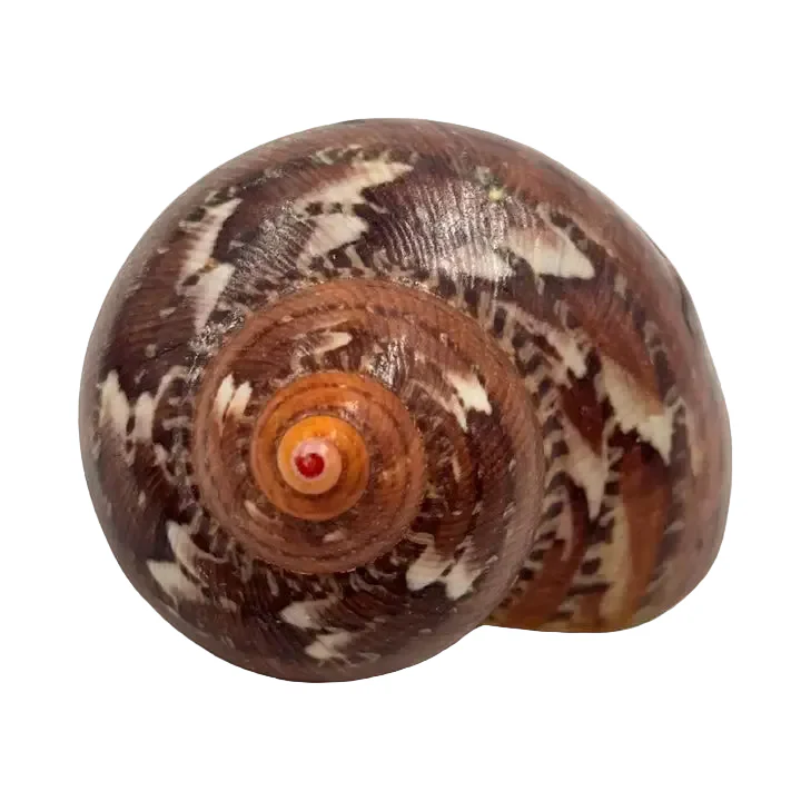 Tapestry Turban Natural Sea Shell