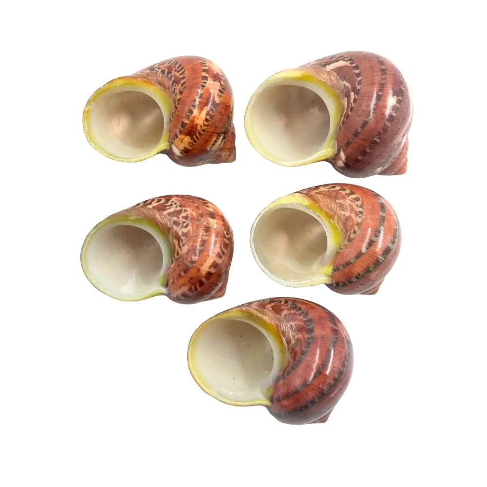 Tapestry Turban Natural Sea Shell - Image 2