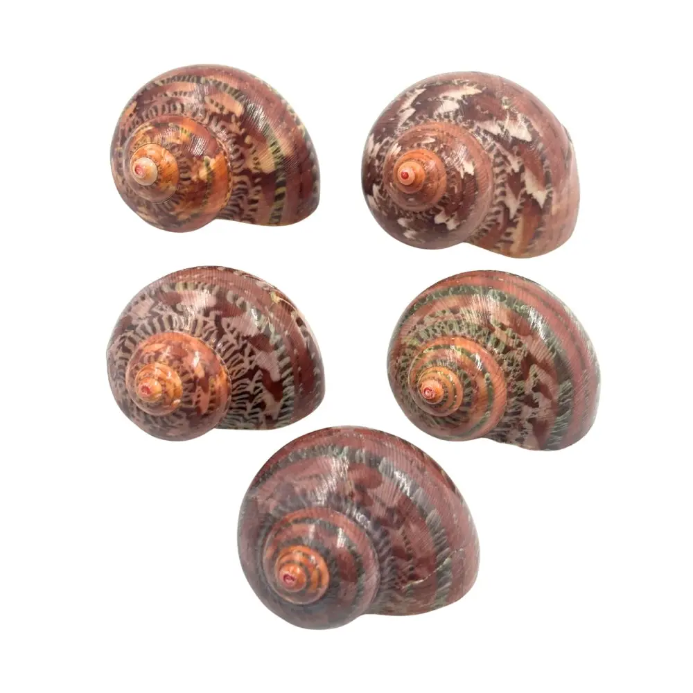 Tapestry Turban Natural Sea Shell - Image 3