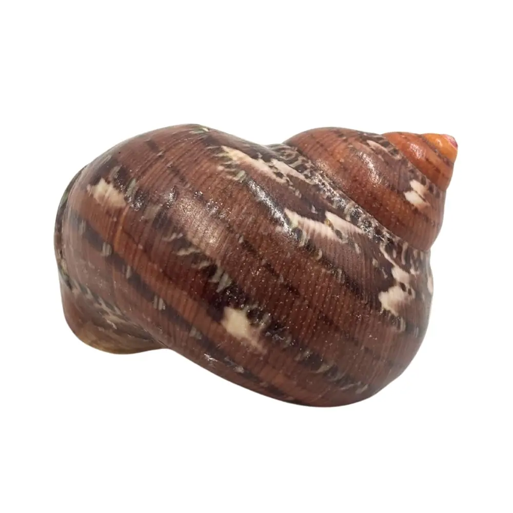 Tapestry Turban Natural Sea Shell - Image 4